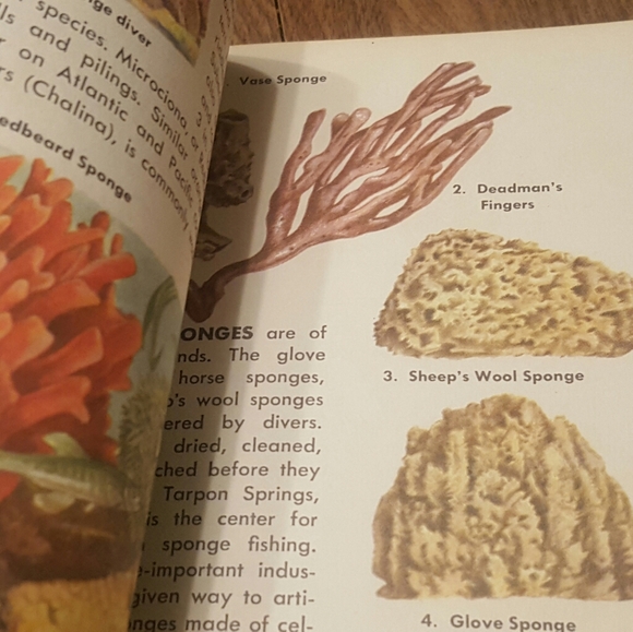 VINTAGE 1955 - A GOLDEN NATURE GUIDE - SEASHORES - Picture 8 of 11